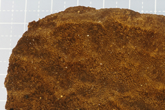 Inonotus glomeratus