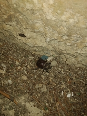 Phyllognathus excavatus