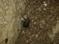Phyllognathus excavatus