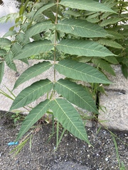 Ailanthus altissima
