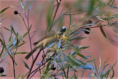 Philemon argenticeps