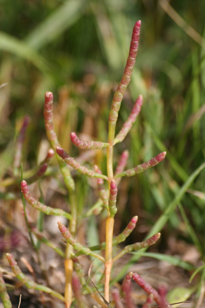 Perennial glasswort