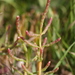 Salicornia perennans - Photo (c) Vadim Prokhorov, algunos derechos reservados (CC BY-NC), uploaded by Vadim Prokhorov