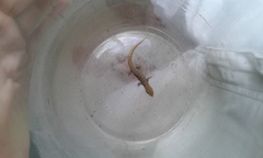 Gonatodes albogularis albogularis