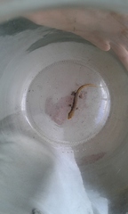 Gonatodes albogularis albogularis