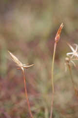 Scorzonera parviflora