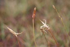 Scorzonera parviflora