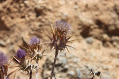 Cynara cyrenaica