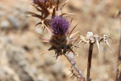 Cynara cyrenaica