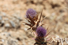 Cynara cyrenaica