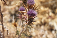 Cynara cyrenaica