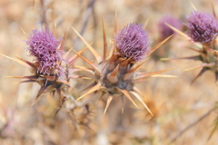 Cynara cyrenaica