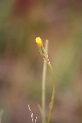 Scorzonera parviflora