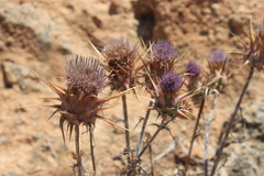 Cynara cyrenaica