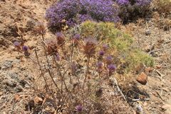 Cynara cyrenaica