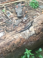 Zonosaurus laticaudatus