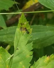 Camponotus novaeboracensis