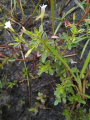 Mecardonia acuminata var. peninsularis image