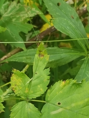Camponotus novaeboracensis