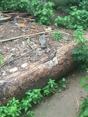 Zonosaurus laticaudatus