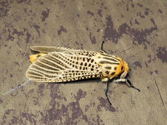 Bergaris lutescens