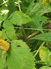 Camponotus novaeboracensis