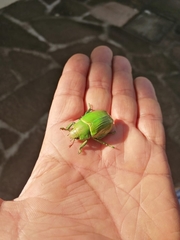 Chrysina laniventris