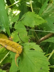 Camponotus novaeboracensis