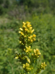 Solidago latissimifolia