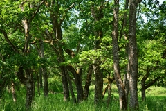 Quercus garryana