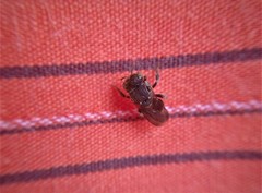Nannotrigona perilampoides