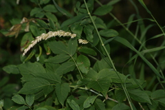 Melica altissima