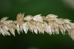 Melica altissima