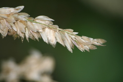 Melica altissima