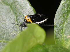 Cosmopepla conspicillaris