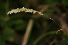 Melica altissima