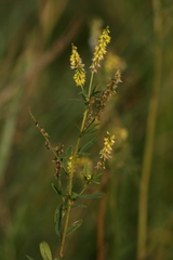 Melilotus dentatus