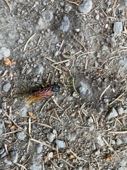 Urocerus californicus