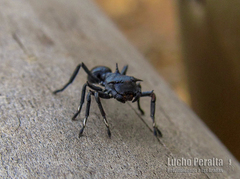 Aphantochilus rogersi