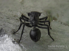 Aphantochilus rogersi