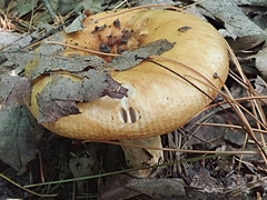 Russula granulata