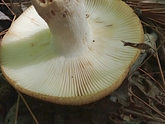 Russula granulata