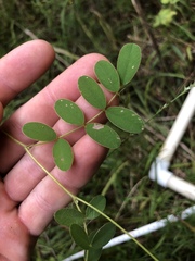 Tephrosia onobrychoides