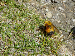 Bombus melanurus