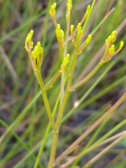 Bigelowia nudata var. australis image