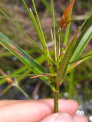 Rhynchospora inundata