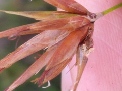 Rhynchospora inundata