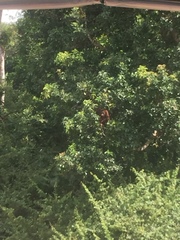 Pongo pygmaeus wurmbii