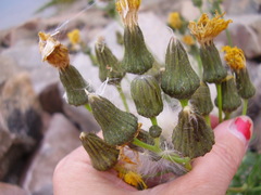 Sonchus arvensis arvensis