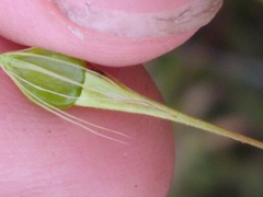 Rhynchospora inundata